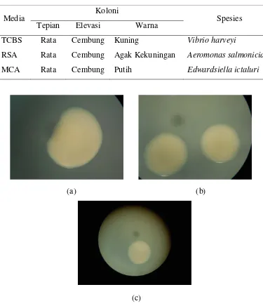 Tabel 2. Morfologi Koloni Bakteri Potensial Patogen Pada Ikan dan Air 