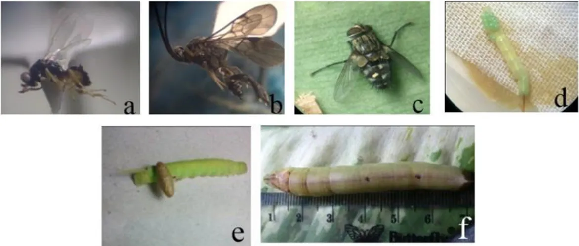 Gambar 4  Parasitoid yang ditemukan selama penelitian dan gejala larva yang   terparasit, (a) Eulophidae, (b) Braconidae, (c) Tachinidae, (d) larva yang  terparasit Eulophidae, (e) larva yang terparasit Braconidae, dan (f) larva  yang terparasit Tachinidae