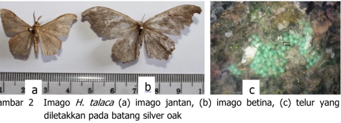Gambar  2    Imago  H.  talaca  (a)  imago  jantan,  (b)  imago  betina,  (c)  telur  yang  diletakkan pada batang silver oak 