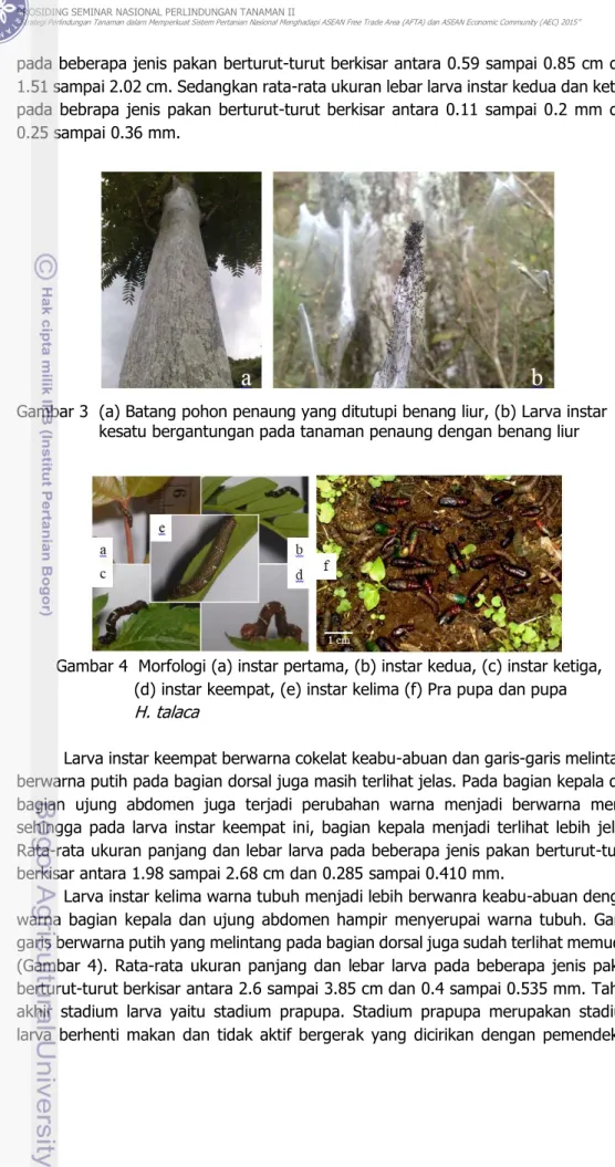 Gambar 3  (a) Batang pohon penaung yang ditutupi benang liur, (b) Larva instar  kesatu bergantungan pada tanaman penaung dengan benang liur 