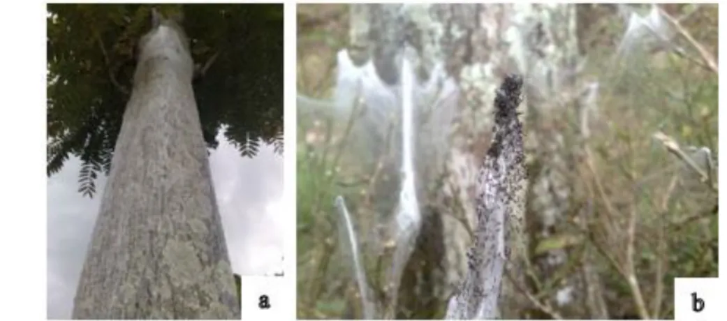 Gambar 4  Benang sutra larva instar pertama H. talaca pada (a) batang    pohon  penaung  dan  (b)  tanaman  teh  di  bawah  pohon  penaung