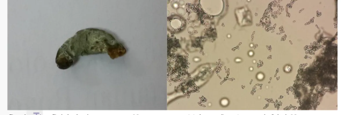 Gambar 4  Gejala lanjut serangan Nomuraea sp., (a) larva S. exigua terinfeksi Nomuraea sp