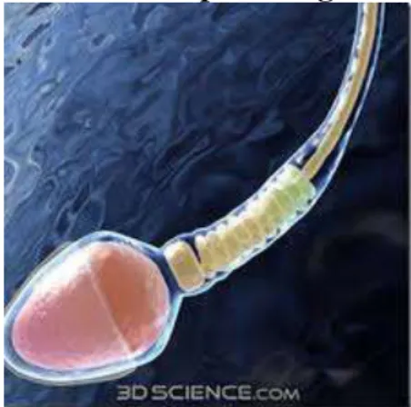 Gambar 2. spermatogenis 