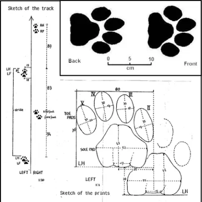 Gambar 3.3. Bentuk dan ukuran jejak kaki macan tutul serta cara pengukurannya untuk identifikasi individu