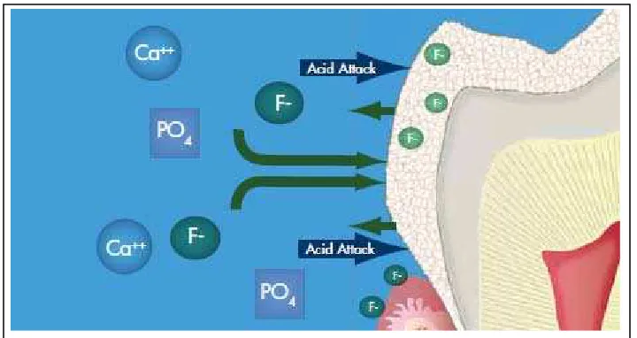 Gambar 2.5. Absorpsi fluoride dan kontrol karies.39 