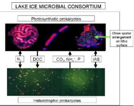 Figure 1. Photosynthetic microorganisms thrive in the per-manent ice covers of Antarctic lakes by forming “microbial consortiums” - close groupings of organisms that mutually exchange nutrients and other substances they need to survive.Source: Priscu et al., in press