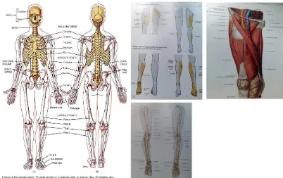 Gambar 2.2 Anatomi Tubuh 