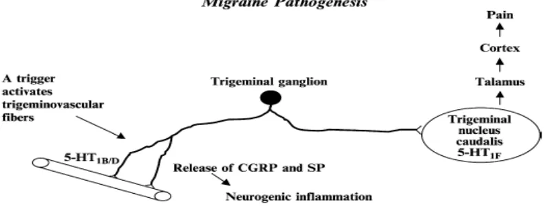 Gambar 2.1. Neuron trigeminovaskular yang respon terhadap berbagai pemicu mengakibatkan pelepasan menyebabkan respon nyeri pada migren berlebihan seperti pada aktivitas yang berbeda dari biasanya, dimana struktur anatomi yang terlibat vasodilatasi, perubah