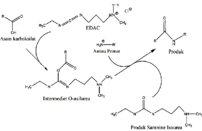 Gambar 6. Reaksi Biokonjugasi Pembentukan Amida dengan Katalis EDAC  (Hermanson, 1996) 