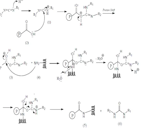 Gambar 9. Mekanisme konjugasi alginat dengan Anti-EpCAM menggunakan katalis   EDAC (Sheehan, Hess, 1955) 