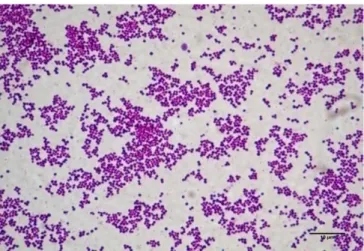 Gambar 2.7 Bakteri Staphylococcus aureus 