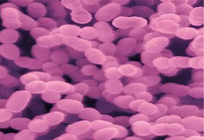 Gambar 2.8 Bakteri Streptococcus mutans 