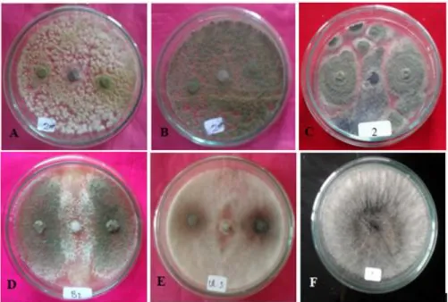 Gambar  7.  Jamur  P.  palmivora  yang  diberi  perlakuan  jamur  endofit.  (A) 