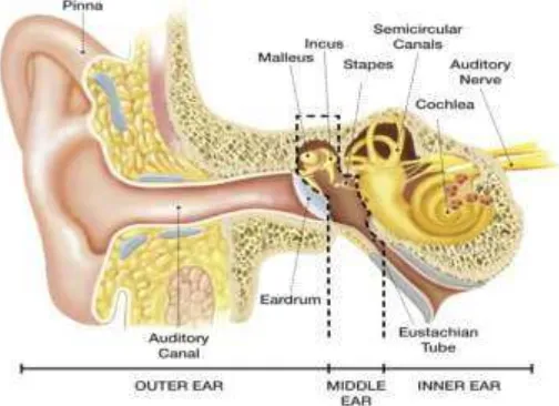 Gambar 2.1 Anatomi Telinga. 