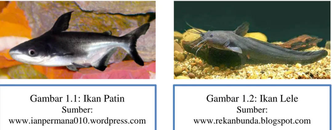 Gambar 1.1: Ikan Patin  Sumber: 