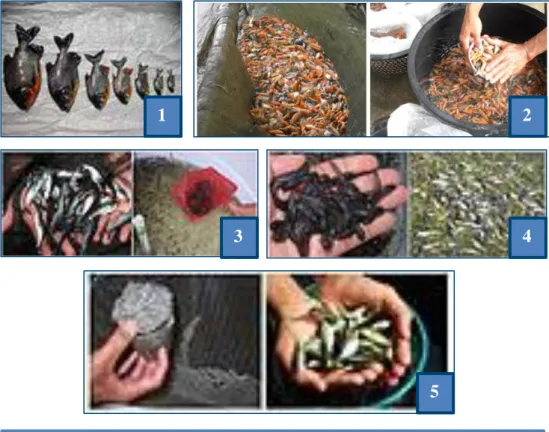 Gambar 2.3: Beberapa Bibit ikan Konsumsi (1) Ikan Bawal, (2) Ikan  Nila Kuning, (3) Ikan patin, (4) Ikan Lele,  (5) Ikan Tawes