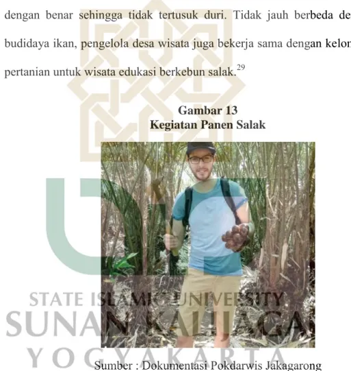 Gambar 13   Kegiatan Panen Salak 