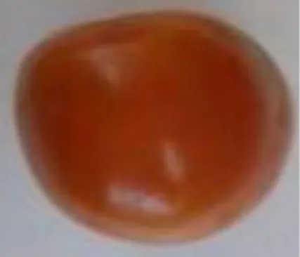 Gambar 1 Citra Tomat Matang Hasil Cropping 