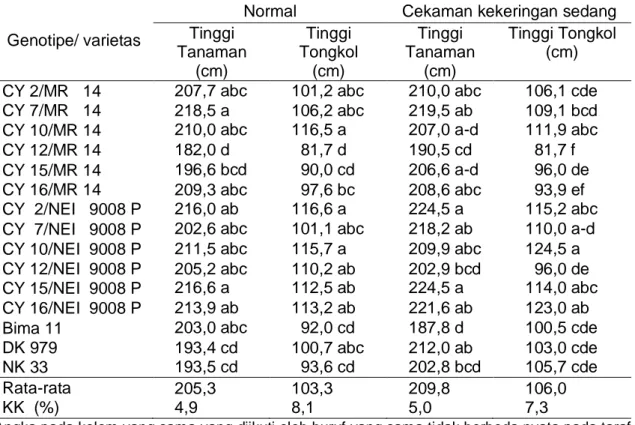 Tabel 1. Tinggi tanaman dan tinggi letak tongkol pada perlakuan normal dan cekaman                  kekeringan  sedang, Maros 2013