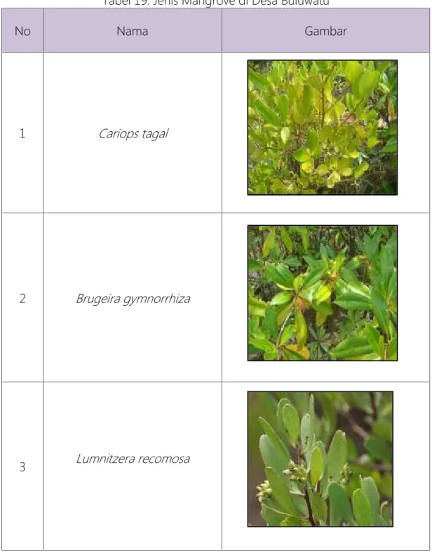 Tabel 19. Jenis Mangrove di Desa Buluwatu