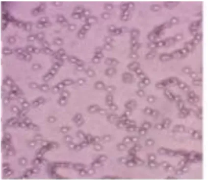 Gambar 1. Sel  epidermidis  perbesaran 1000x 