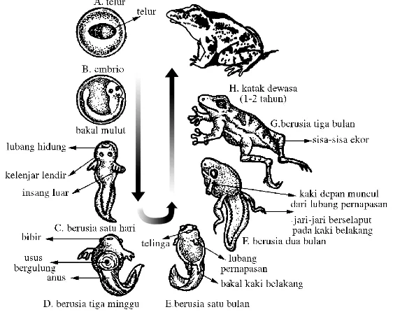 Gambar 1.8  Tahapan metamorfosis pada katak