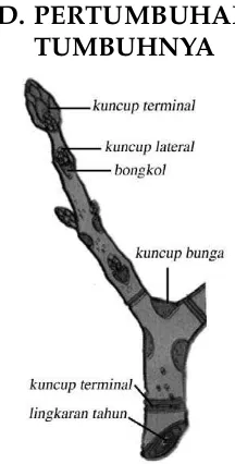 Gambar 1.14  Pertumbuhan primer pada ujung batang dan akar