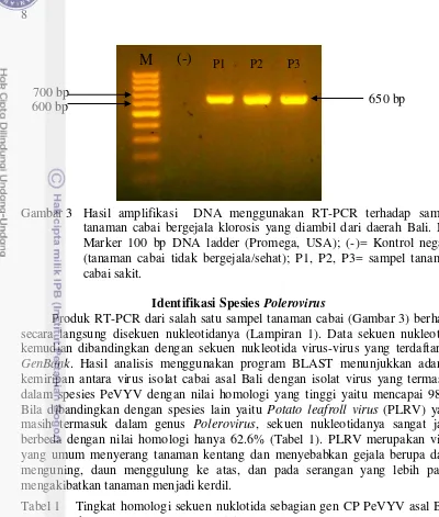 Tabel 1 Tingkat homologi sekuen nuklotida sebagian gen CP PeVYV asal Bali 