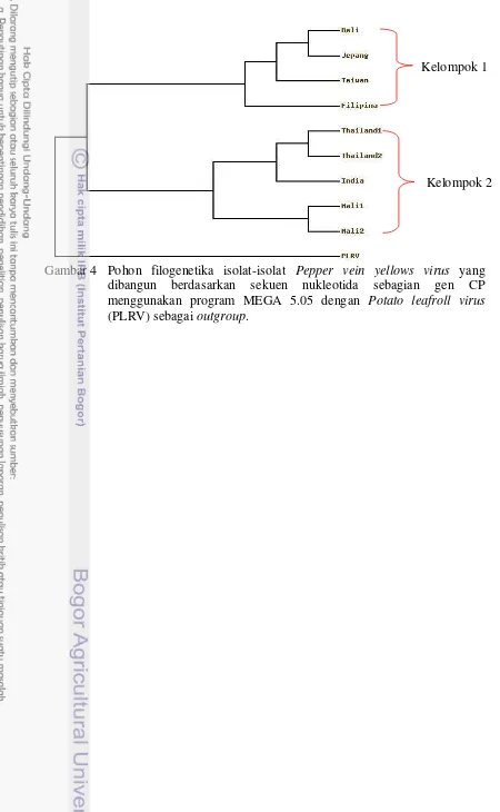 Gambar 4 Pohon filogenetika isolat-isolat Pepper vein yellows virus yang 