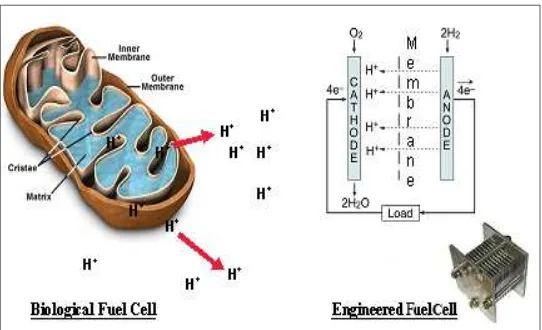 Figure 1.  Comparison of a biological fuel cell (mitochondrion) and an engineered electrochemical fuel cell