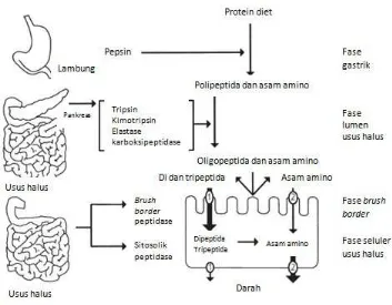 Gambar 2.1. Pencernaan dan penyerapan protein9 