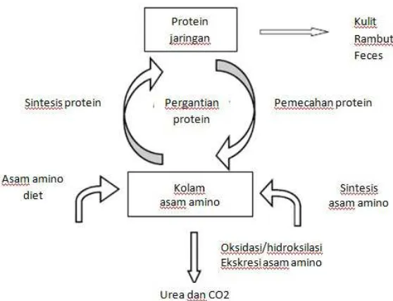 Gambar 2.2. Metabolisme protein dan asam amino8 