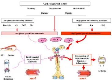 Gambar 2.1. Hubungan MPV dengan trombosis dan inflamasi15 