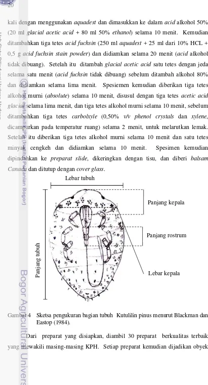 Gambar 4  Sketsa pengukuran bagian tubuh  Kutulilin pinus menurut Blackman dan 