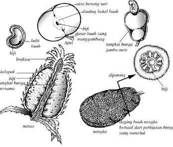 Gambar 6.5  Aneka buah semu