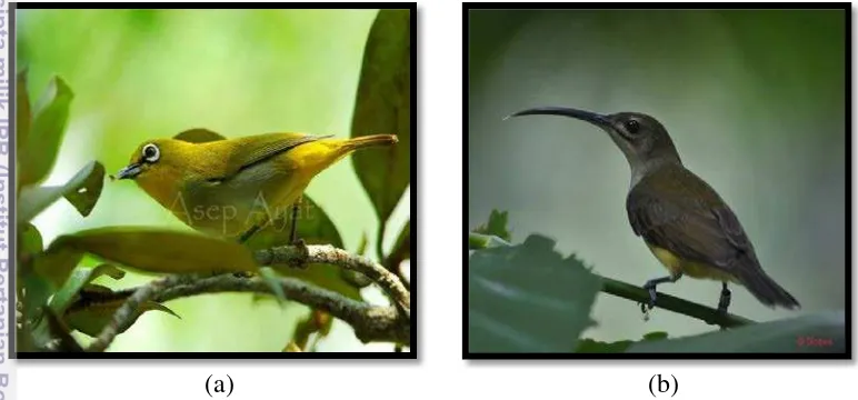 Gambar 5 Jenis burung di tegakan puspa (a) Zosterops palpebrosus  (foto: Asep 