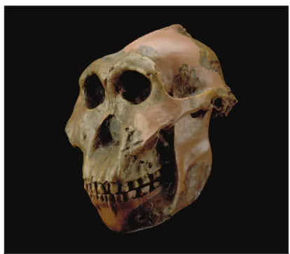 Figure 3. Replica of a 1.8 millennia Paranthropus boisei cranium found by Mary Leakey in 1959 at Olduvai Gorge, shown with a replica of a 1.2 millennia mandible of the same species from Peninj, Tanzania