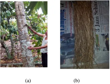Gambar 2.17. (a) Tumbuhan melinjo (Gnetum gnemon), (b) Serat kulit batang  melinjo yang telah diurai  