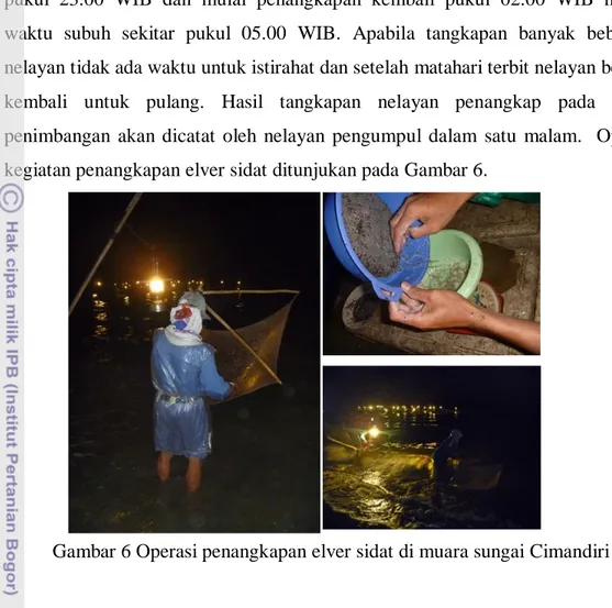 Gambar 6 Operasi penangkapan elver sidat di muara sungai Cimandiri 