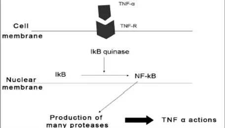 Gambar  2.3.  Kerja  TNF- α  di dalam sel. Setelah berikatan dengan reseptornya, TNF-α  mengaktivasi  NF- κB,  yang  memproduksi  dan  mengeluarkan berbagai zat yang terlibat  dalam respon inflamasi dan imunologi (Vitale &amp; Ribeiro 2007)