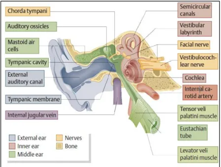 Gambar 2.1 Anatomi telinga (Probs et al., 2006) 