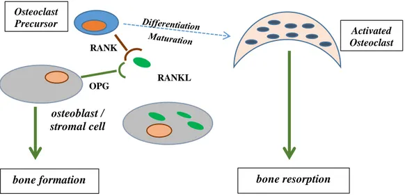 Gambar  2.3  Biomolekular  komplek interaksi RANKL-RANK/OPG, modifikasi  gambar  Kohli (2011) 