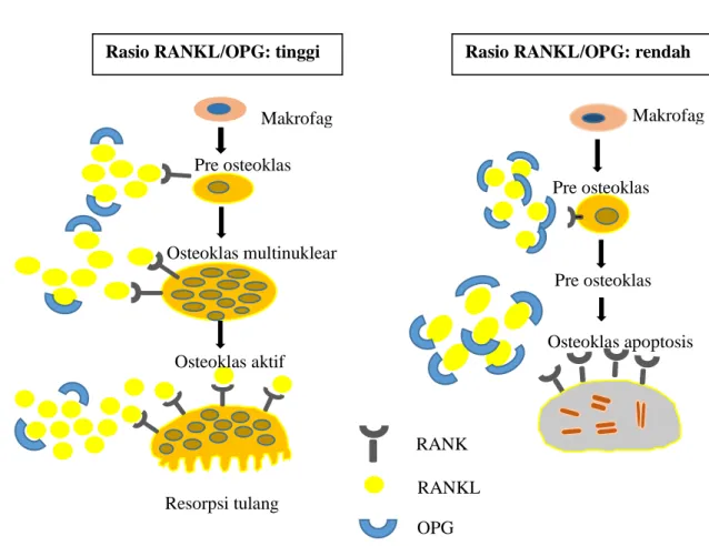 Gambar 2.5  Rasio RANKL/OPG dalam aktivasi osteoklas modifikasi gambar   Kajiya et al