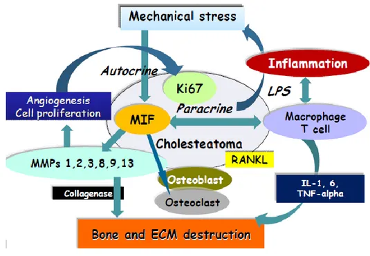 Gambar 2.6 Mekanisme destruksi tulang oleh kolesteatoma (Kanemaru et al., 2010)  Pada saat yang sama, MIF juga menginduksi makrofag untuk memproduksi   sitokin pro-inflamasi dan kemokin, terutama IL-1, IL-6 dan TNF-α yang berperan  dalam  destruksi  tulang