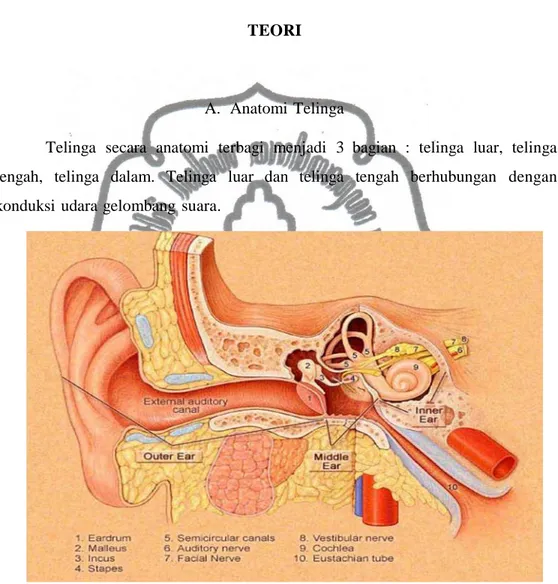 Gambar 1 : Anatomi telinga (Kalmanovich, 2006).