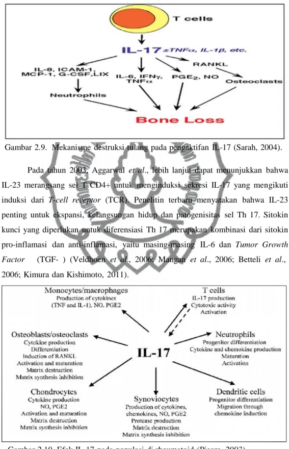 Gambar 2.9. Mekanisme destruksi tulang pada pengaktifan IL-17 (Sarah, 2004).