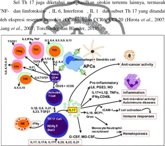 Gambar 2.11. Diferensiasi Th 17 dan aktivasi sel imun untuk respons imunitas, peradangan (Kryczek et al., 2009).