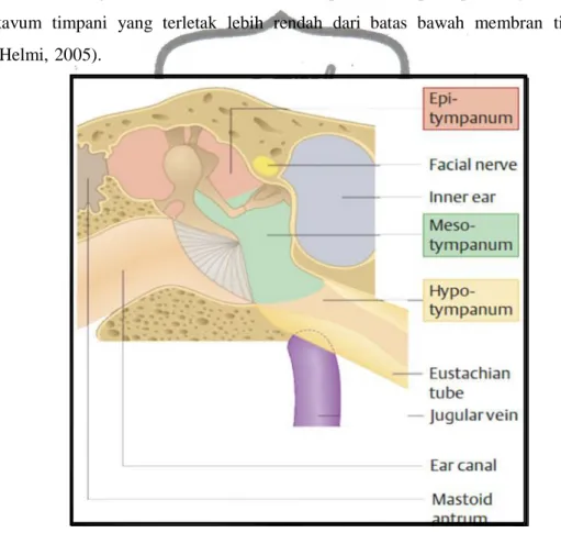 Gambar 2.3. Telinga Tengah (Probs, Grevers dan Iro, 2006) b. Membran timpani