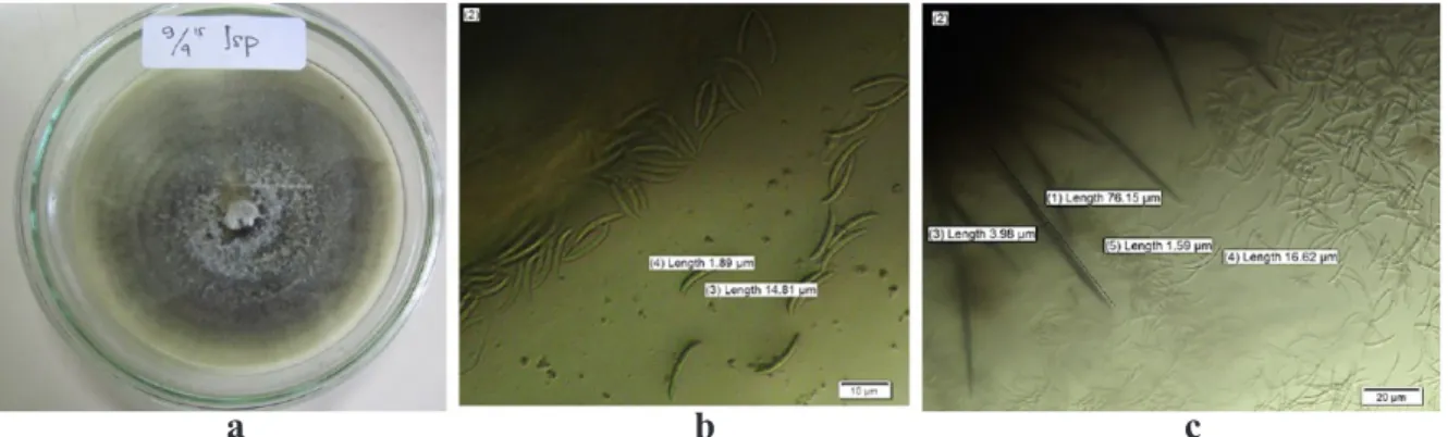 Gambar 1.   Biakan murni cendawan C. capsici di media PDA (a), konidia cendawan C. capsici (b), dan  setae cendawan C