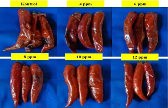 Gambar 4.    Penekanan gejala infeksi antraknosa pada buah cabai merah akibat pemberian senyawa non  volatil dari ekstrak C